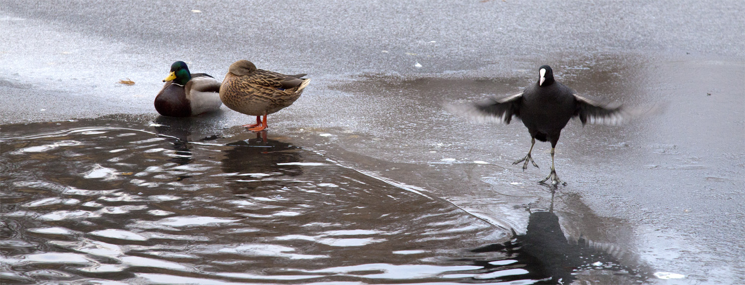 small budget offer, dancing coot by Charlie Alice Raya